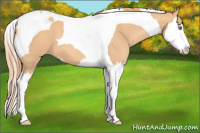 Horse Color:Gold Champagne Splash Tobiano