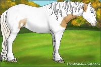 Horse Color:Palomino Splash Tobiano 