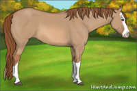 Horse Color:Red Dun Splash 