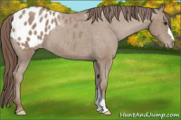 Horse Color:Classic Champagne Appaloosa 
