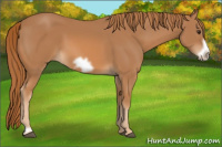 Horse Color:Chestnut Frame