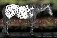 Horse Color:Gray Smoky Black Appaloosa 