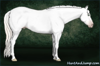 Horse Color:Gray Silver Amber Cream Champagne Roan Dun Splash Tobiano Frame Appaloosa Rabicano