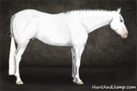 Horse Color:Gray Silver Amber Cream Champagne Roan Dun Splash Tobiano Frame Varnish Rabicano 