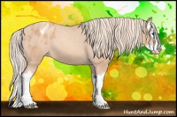Horse Color:Gold Champagne Splash Appaloosa 