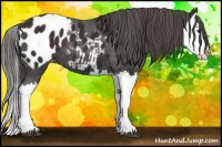 Horse Color:Liver Chestnut Splash Blanket 