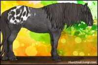 Horse Color:Liver Chestnut Blanket 
