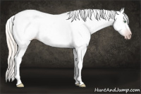 Horse Color:Gray Silver Amber Cream Champagne Roan Dun Splash Tobiano Frame Appaloosa Rabicano