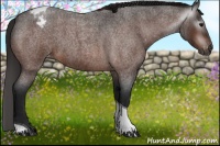 Horse Color:Gray Bay Roan Tobiano Appaloosa 