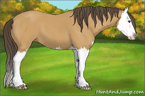 Horse Color: Buckskin Splash 