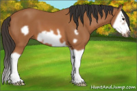 Horse Color:Bay Splash Frame