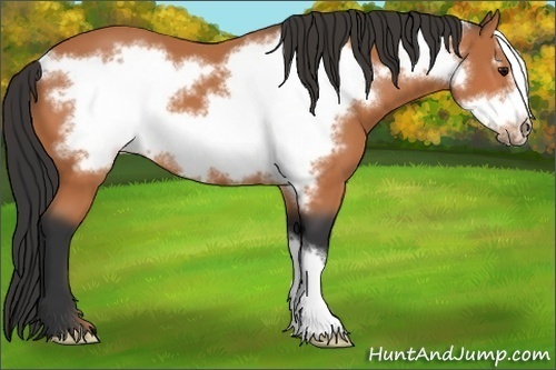 Horse Color: Bay Frame 