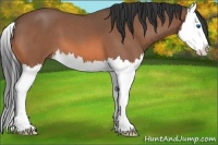 Horse Color:Bay Roan Splash 