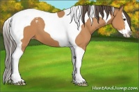 Horse Color:Bay Splash Tobiano Snowcap 