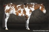 Horse Color:White Spotted Buckskin Sabino 
