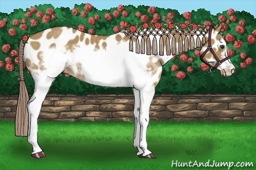 Horse Color:White Spotted Chocolate Palomino Dun Frame Appaloosa 