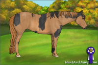 Horse Color:Black  Brindle