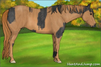 Horse Color:Blue Roan Brindle