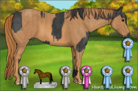 Horse Color:Black  Brindle