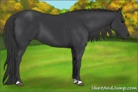 Horse Color:Black 