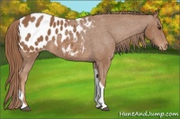 Horse Color:Chestnut Tobiano Appaloosa 