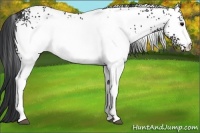 Horse Color:White Spotted Brown 