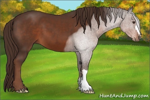 Horse Color: Liver Chestnut 