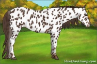 Horse Color:Liver Chestnut Sabino Near Leopard 