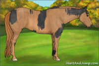 Horse Color:Black  Brindle