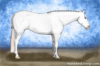 Horse Color:Chestnut Appaloosa 