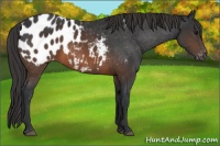 Horse Color:Brown Blanket 