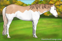 Horse Color:Gold Champagne Splash 