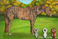 Horse Color:Black  Brindle