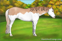 Horse Color:Gold Champagne Splash