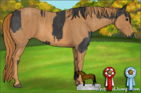 Horse Color:Black  Brindle