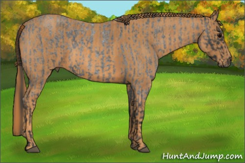 Horse Color: Blue Roan  Brindle
