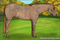 Horse Color:Blue Roan Brindle
