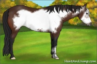 Horse Color:Gray Bay Frame 
