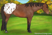 Horse Color:Bay Appaloosa 