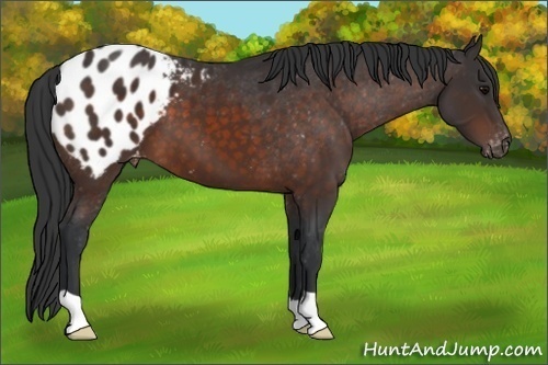 Horse Color: Brown Blanket 