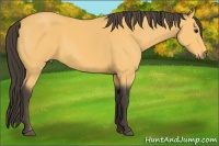 Horse Color:Buckskin 