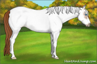 Horse Color:White Spotted Chestnut Sabino Frame 