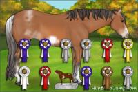 Horse Color:White Spotted Bay Sabino Frame 