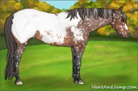 Horse Color:Bay Appaloosa 