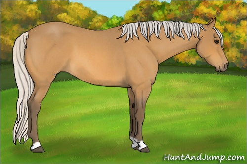 Horse Color: Silver Buckskin Roan 