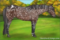 Horse Color:Bay Appaloosa 
