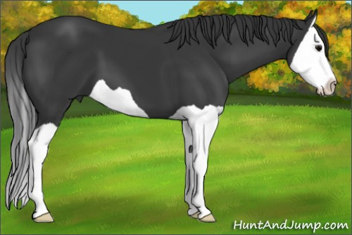 Horse Color: Brown Splash 