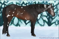 Horse Color:Gray White Spotted Brown 