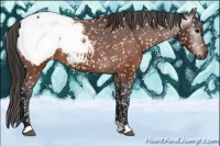 Horse Color:Gray Brown Appaloosa