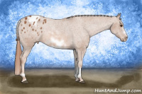 Horse Color:White Spotted Chestnut Sabino Frame Appaloosa
